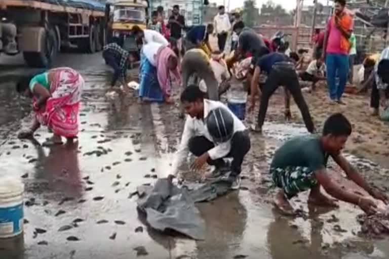 Fish Loot In Gaya