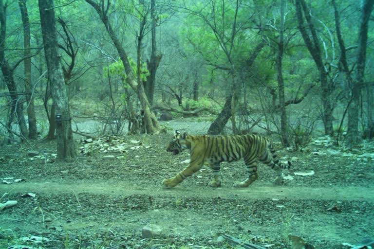 Tigress T 94 gave birth to two cubs