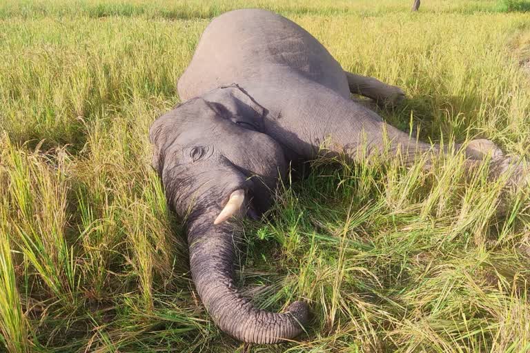 elephant-found-dead-in-beluru-taluk-of-hassan