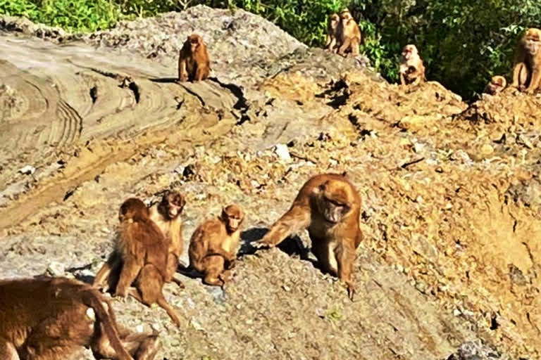 The newly discovered Sela macaque is genetically closer to the Arunachal macaque, sharing many physical characteristics including a heavy-build shape and long dorsal body hair. The Sela pass has been acting acted as a barrier restricting migration between these two species for approximately two million years, according to Zoological Survey of India (ZSI) scientists.