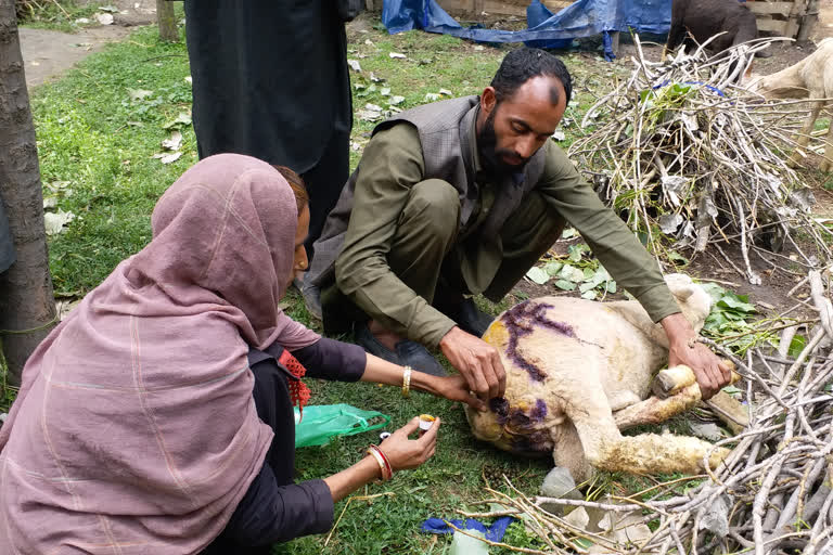 Leopard preys upon sheep, dozens injured in newa pulwama