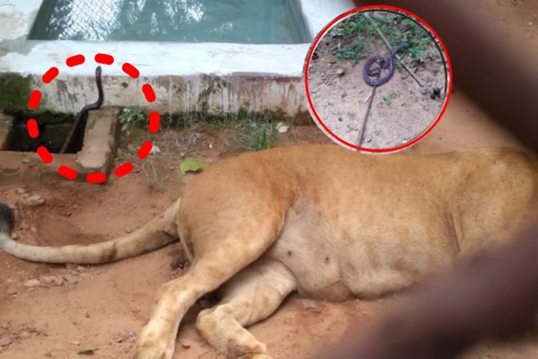 Lioness dies of snake bite in Nandankanan !