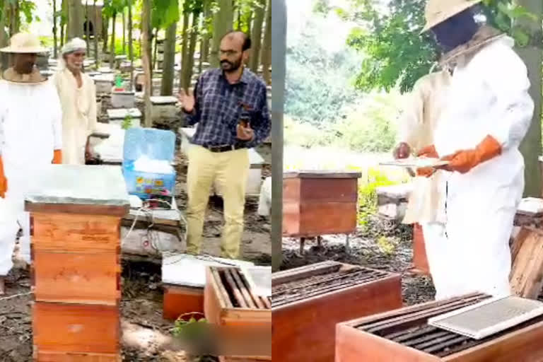 Sting of bees made Nishant a millionaire  bee stings is being used to cure diseases  തേനീച്ച കുത്ത് പലരോഗങ്ങൾക്കുമുള്ള മരുന്നായി ഉപയോഗിക്കുന്നു  തേനീച്ചയുടെ കൊമ്പുകളിൽ നിന്ന് നിശാന്ത് സമ്പാദിച്ചത് കോടികൾ  തേനീച്ചയുടെ കൊമ്പുകൾക്ക് കോടികൾ വില  എപ്പിതെറാപ്പി ചികിത്സ  എപ്പിതെറാപ്പി തേനീച്ച കുത്തൽ കൊണ്ടുള്ള ചികിത്സ