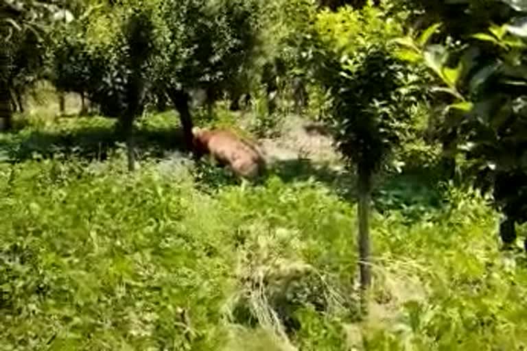 Bear Captured in Bandipora: وائلڈ لائف ٹیم ریچھ کو پکڑنے میں کامیاب
