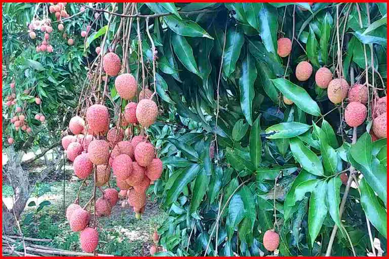 তেজপুৰৰ যুৱকে লিচু খেতিৰে দেখুৱাইছে স্বাৱলম্বিতাৰ নিদৰ্শন