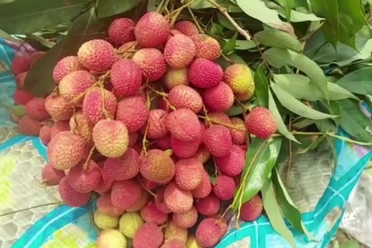 Shahi Litchi of Muzaffarpur