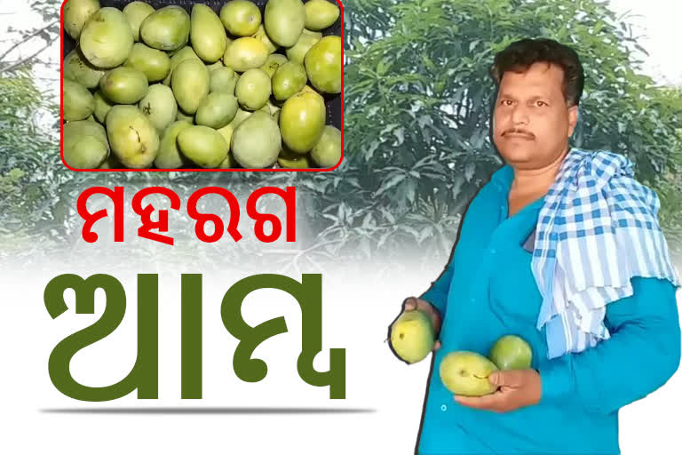 mango production down due to hot weather in balangir