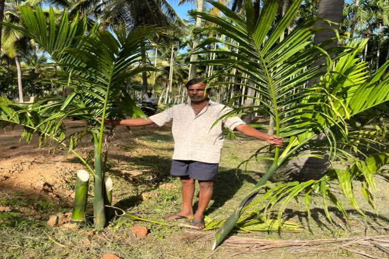 Miscreants destroy Arecanut seedlings In Tumku