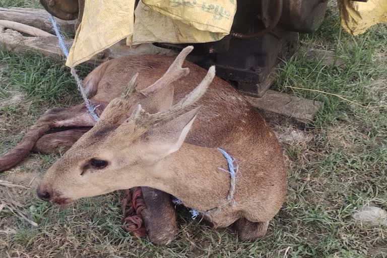 उन्नाव के बांगरमऊ कोतवाली  attacked deer in Unnao  Unnao latest news  etv bharat up news  बारहसिंघा हिरण पर हमला