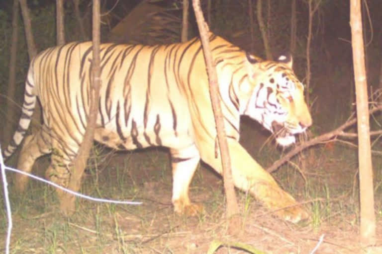Tiger wandering in Kakinada district
