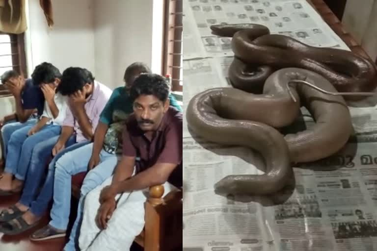 മലപ്പുറത്ത് ഇരുതല മൂരികളുമായി 5 പേർ പിടിയിൽ  5 ARRESTED WITH DOUBLE HEADED SNAKE  GANG ARRESTED WITH DOUBLE HEADED SNAKE IN MALAPPURAM  ലക്ഷങ്ങൾ വിലവരുന്ന ഇരുതലമൂരിയുമായി അഞ്ച് പേർ പിടിയിൽ  ഇരുതലമൂരിയെ മറിച്ചുവിൽപ്പനക്ക് ശ്രമിച്ച അഞ്ച് പേർ പിടിയിൽ