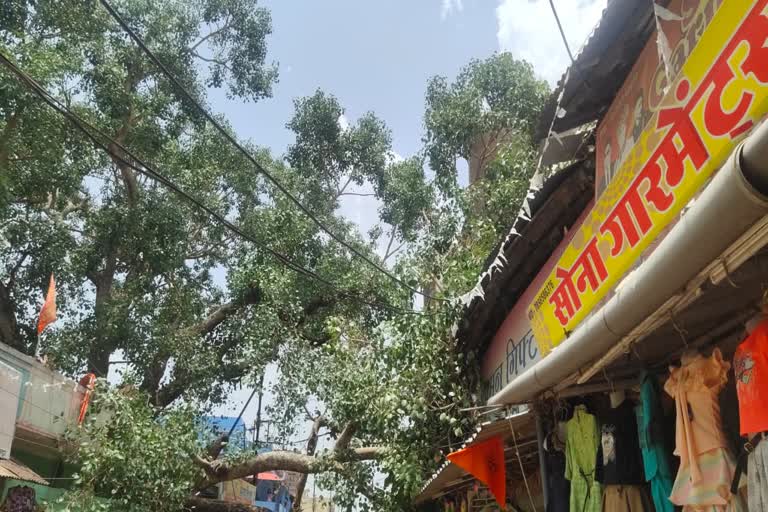Peepal tree fell in Pendra Shakti temple complex