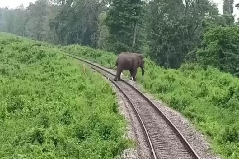 Driver Save Elephant Life