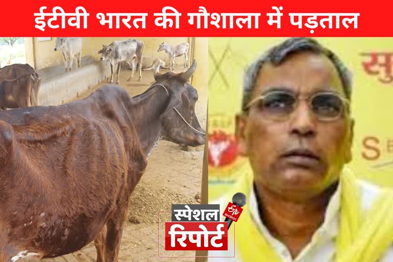 गौशाला की हकीकत