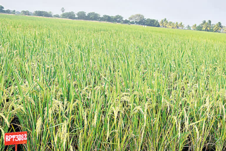 Three New varieties of rice