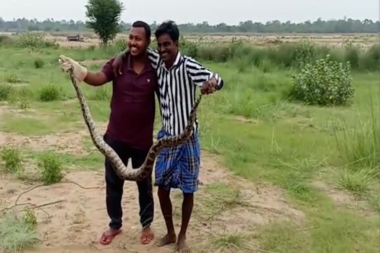huge python at purushothapuram in srikakulam