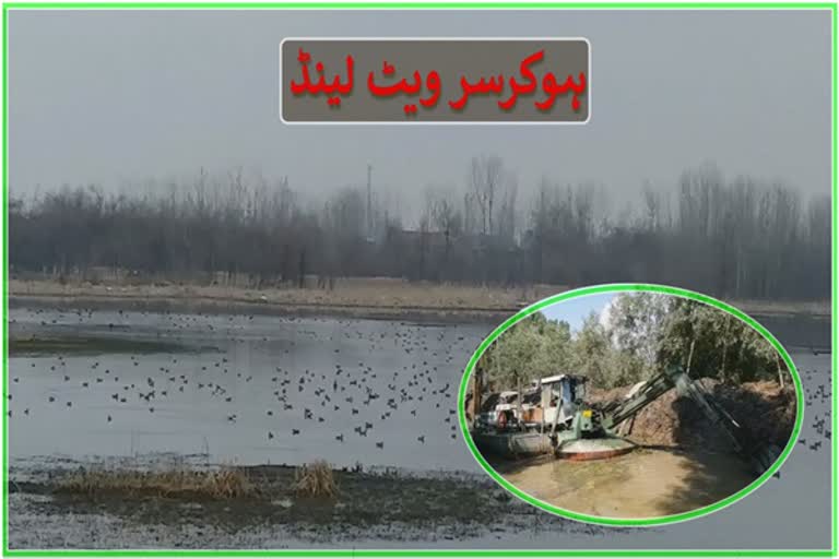 kashmirs-bird-paradise-hokersar-wetland-in-crises-sue-to-water-shortage
