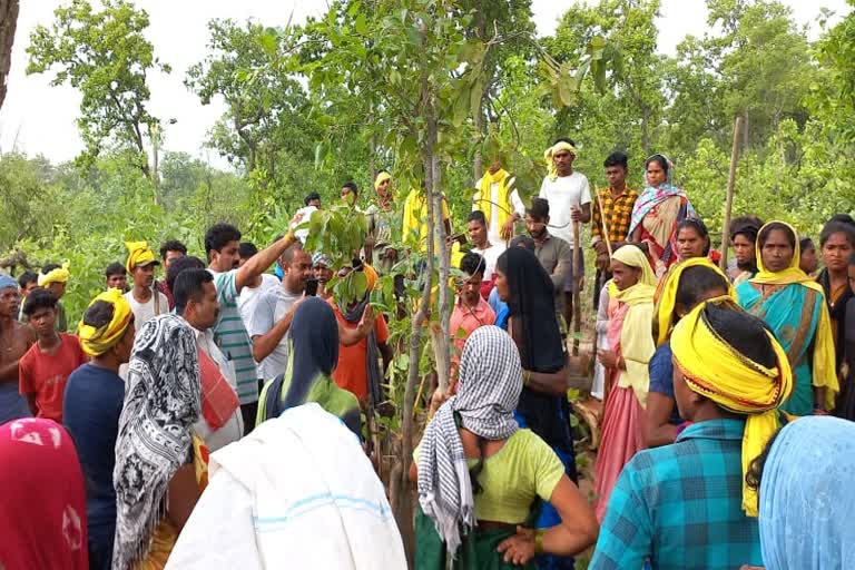 cutting of trees in parsa