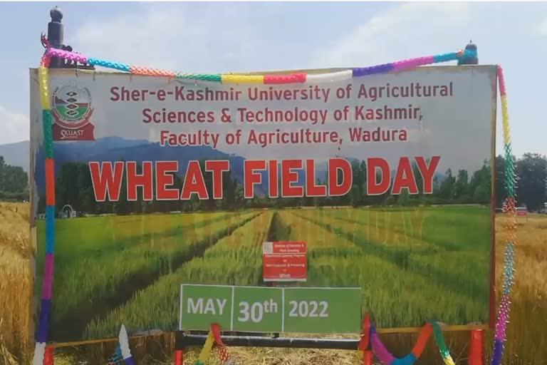 skuast-wadoora-campass-celebrated-wheat-field-day