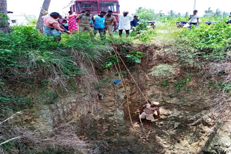 விவசாய கிணற்றில் விழுந்த காட்டுப் பன்றி குட்டிகள் மீட்பு