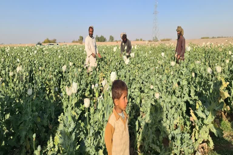 Opium trade in Afghanistan  Taliban and Opium trade  Solar pumps used in Opium cultivation  opium trade and Afghanistan economy  അഫ്‌ഗാനിസ്ഥാനിലെ കറുപ്പ് കൃഷി  കറുപ്പ് കൃഷിയും താലിബാനും  കറുപ്പ് കൃഷി അഫ്ഗാനിസ്ഥാന്‍റെ സമ്പദ് വ്യവസ്ഥയിലുള്ള പങ്ക്  അഫ്‌ഗാനിസ്ഥാനിലെ കറുപ്പ് കൃഷി ലോകത്തെ എങ്ങനെ ബാധിക്കുന്നു