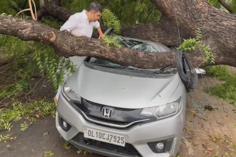 Tree fell in Model Town Delhi