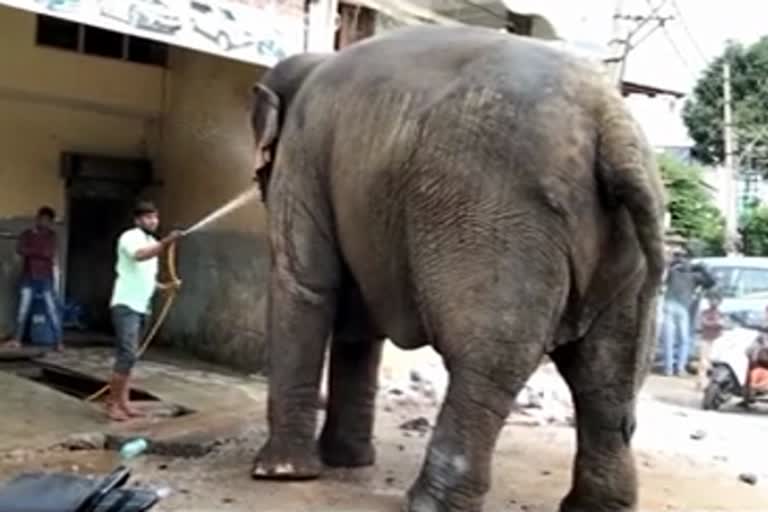 elephant bathing in garage