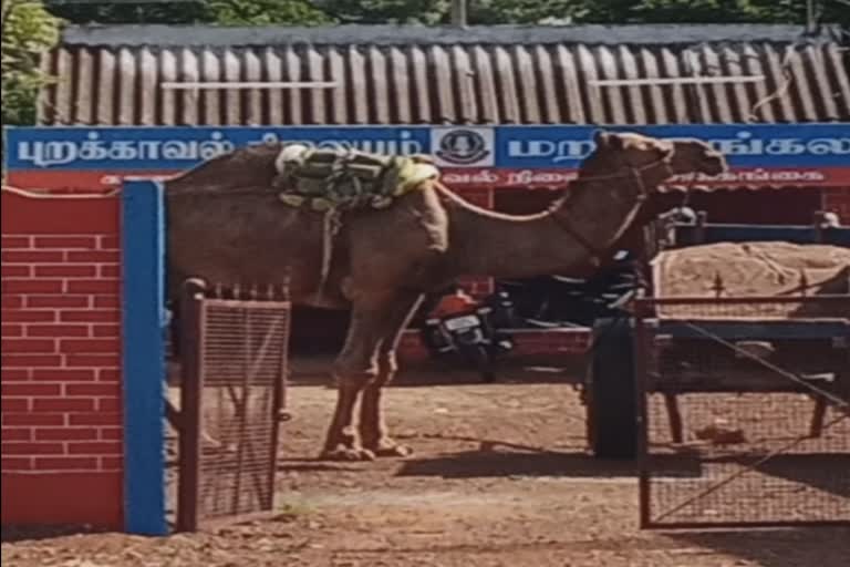 மாட்டு வண்டியில் ஒட்டகத்தை பூட்டி மணல் கடத்தல் - குழம்பிய காவல்துறை!