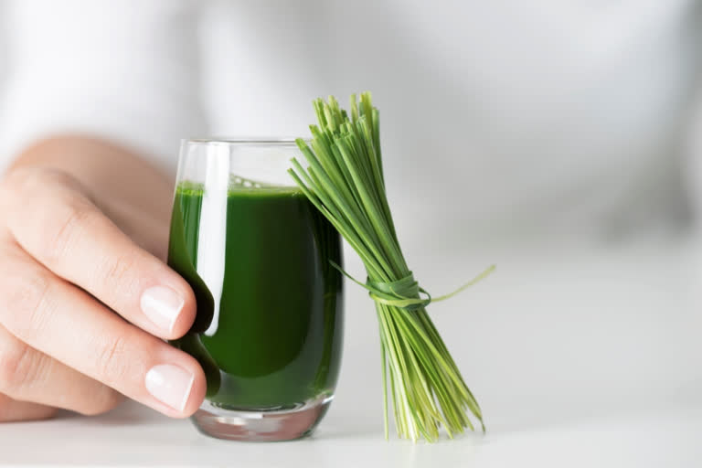 व्हीटग्रास, what is wheatgrass, what are the benefits of wheatgrass, wheatgrass health benefits, wheatgrass nutrients, healthy food tips