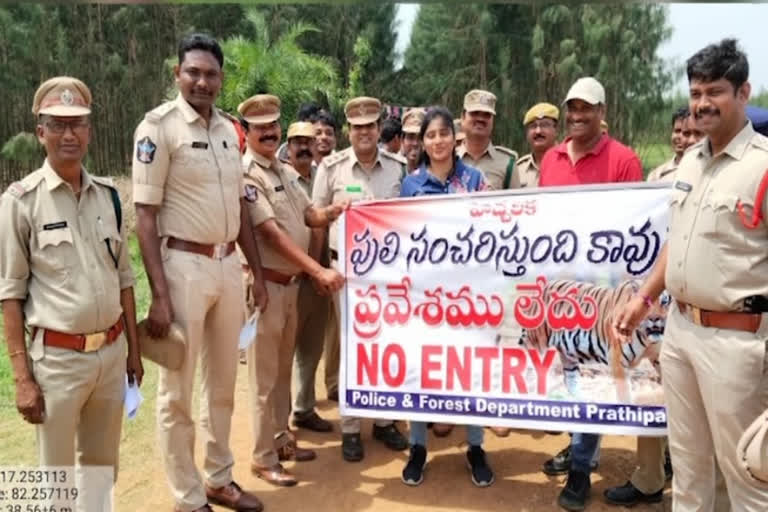 TIGER WANDERING AT PRATHIPADU