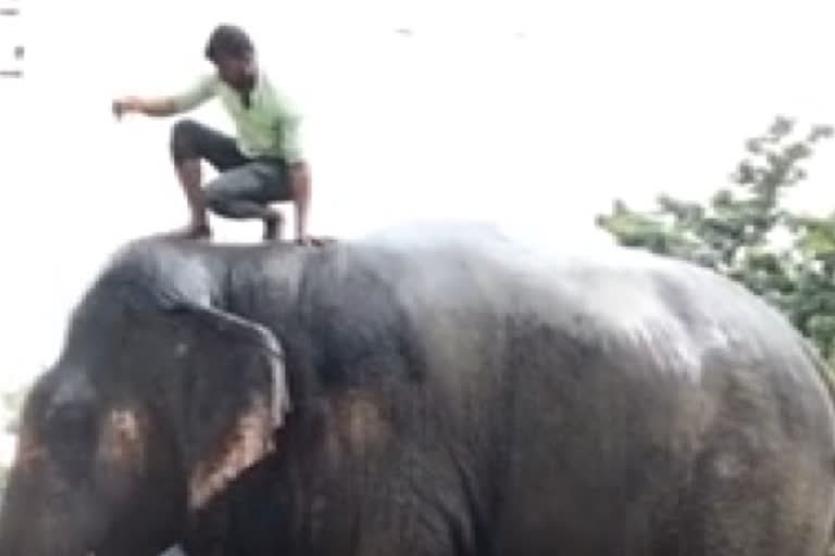 elephant bathing in the garage