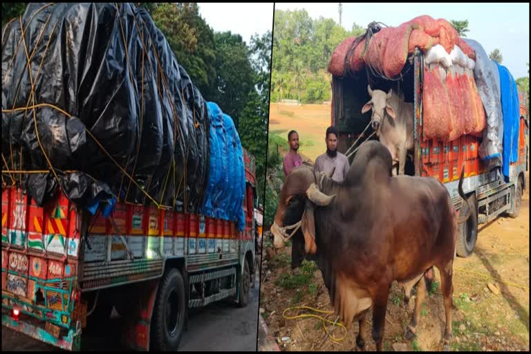 two-arrested-in-cattle-transport-at-honnavara