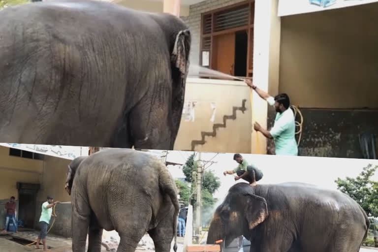 elephant bath vehicle service centres in Karnataka