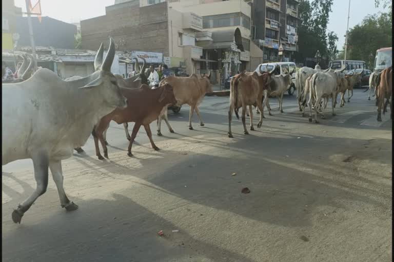 AMC Stray Cattle : રખડતા ઢોરને પકડવામાં AMCનું તંત્ર નિષ્ફળ કે સફળ ?