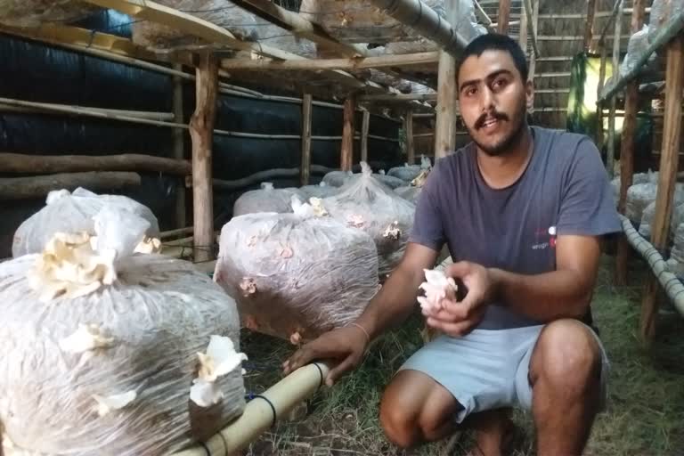 cultivation of oyster mushroom in haldwani
