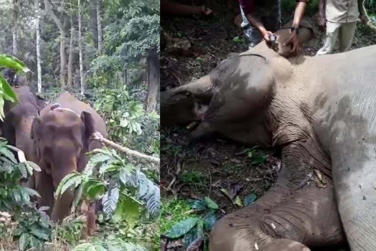 Wild elephant dies of tranquiliser overdose  മയക്കുവെടിയേറ്റ ആന ചെരിഞ്ഞു  കാപ്പിത്തോട്ടത്തിൽ കുടുങ്ങി ആനക്കുട്ടി  Wild elephant dies