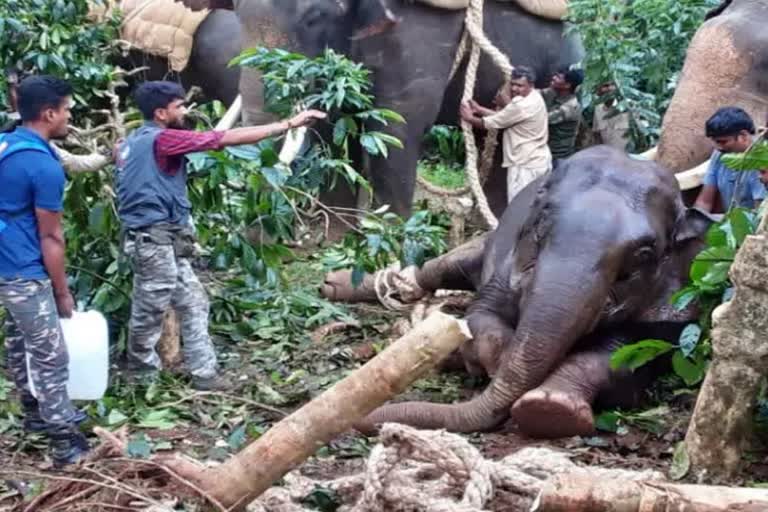 elephant dies in karnataka