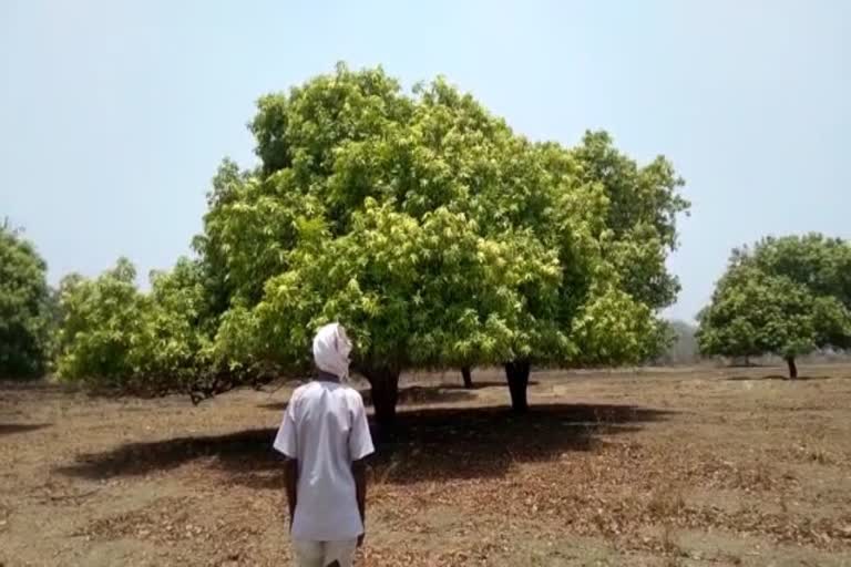 Gavrani mango news chandrapur