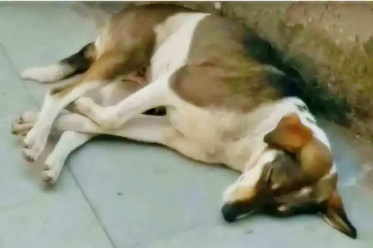 Teacher killed dog in gwalior  gwalior crime news  animal lovers gheraoed janakganj police station gwalior  man eat dog in bhind  ಗ್ವಾಲಿಯರ್​ನಲ್ಲಿ ಪಕ್ಕದ ಮನೆ ಮುಂದೆ ಶೌಚ ಮಾಡಿದ ಶ್ವಾನ  ಮಧ್ಯಪ್ರದೇಶದಲ್ಲಿ ಶ್ವಾನವನ್ನು ಕೊಲೆ ಮಾಡಿದ ಶಿಕ್ಷಕ  ಮಧ್ಯಪ್ರದೇಶ ಕ್ರೈಂ ಸುದ್ದಿ