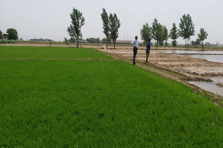 paddy nursery modern way In Kurukshetra