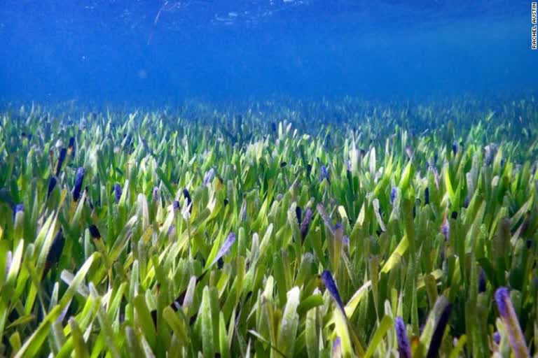 worlds largest plant in Shark bay in Australia  uwa sea grass research  royal society Proceedings b publishes study on worlds biggest plant  seagrass in Shark Bay  ലോകത്തിലെ ഏറ്റവും വലിയ സസ്യം  ഷാര്‍ക്ക് ബേയില്‍ കണ്ടെത്തിയ സസ്യം  ഏറ്റവും വലിയ കടല്‍പ്പുല്ല്