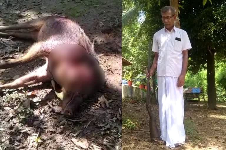 Wild boar shot dead in Kodancherry  Wild boar killed in Kodancherry  കോടഞ്ചേരിയില്‍ കാട്ടുപന്നിയെ വെടിവെച്ചുകൊന്നു  കോടഞ്ചേരി കാട്ടുപന്നി ആക്രമണം  Wild boar attack in Kodancherry