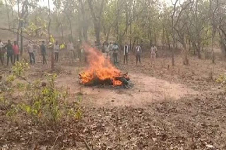 Tigers killed in Tiger State Madhya Pradesh