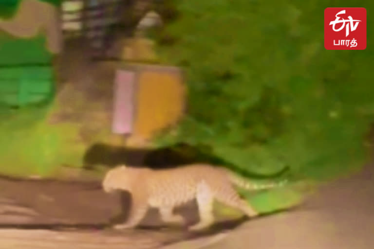 குன்னூர் டைகர் ஹில்ஸ் பகுதியில் நடமாடும் சிறுத்தை