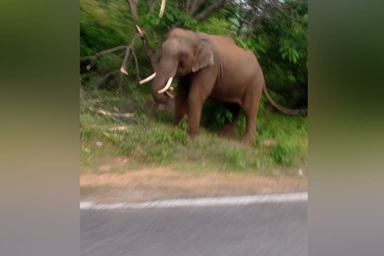 Elephant in the road of Malemahadeshwara Betta