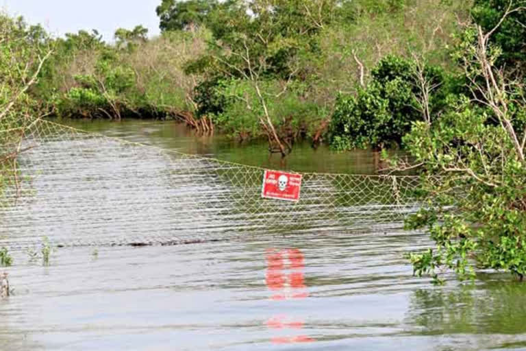 Danger signal in the forest of Sundarban to alert fishermen