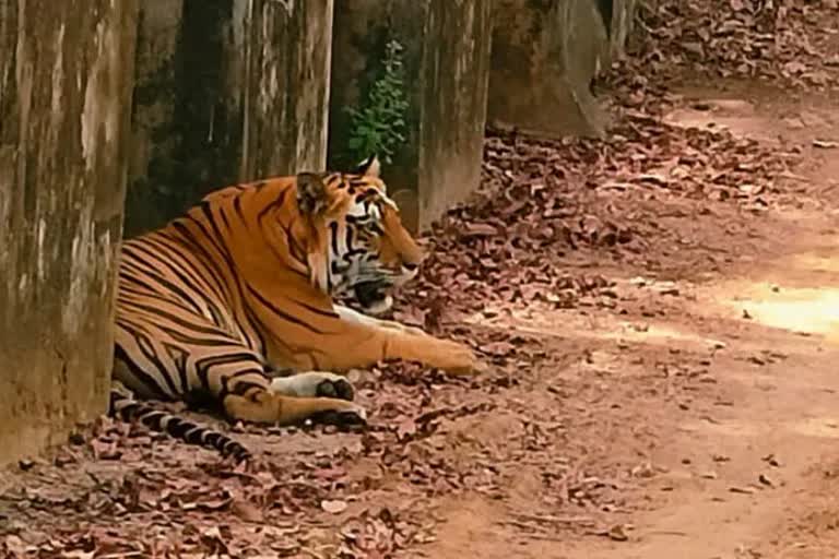 Satpura Tiger Reserve