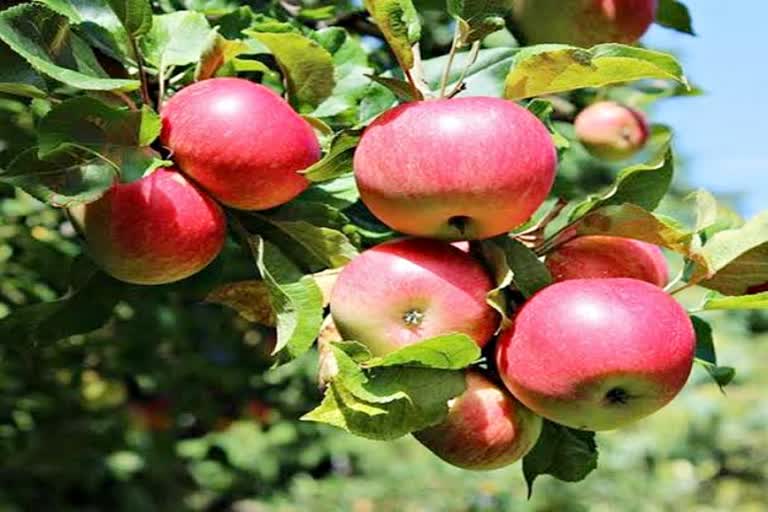 Apple production in Himachal