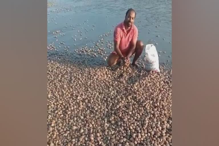 കൊയിലാണ്ടി എളമ്പക്ക ചാകര  clams heaped at the shore in kozhikode  koyilandy clams harvesting  experts on clams heaped at the shore in koyilandy  എളമ്പക്ക കരയ്ക്കടിഞ്ഞു  പാലക്കുളം ബീച്ചിൽ എളമ്പക്ക ചാകര  കൊയിലാണ്ടി കക്ക തീരത്തടിഞ്ഞു  എളമ്പക്ക ചാകര വിദഗ്‌ധ സംഘം