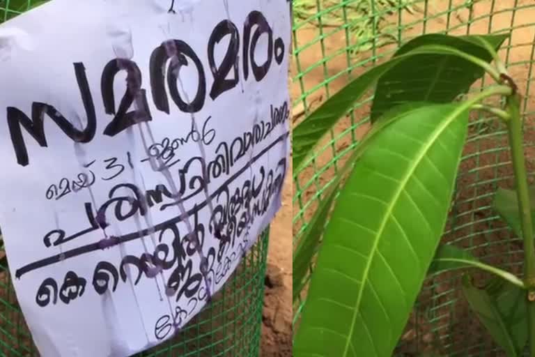 കല്ലായിയിൽ വേറിട്ട പ്രതിഷേധവുമായി കെ റെയില്‍ വിരുദ്ധ സമിതി  Kozhikode Kallai k rail protest  Kallai k rail protest  കല്ലായിയിൽ സിൽവർ ലൈന് വേണ്ടി കല്ല് സ്ഥാപിച്ച സ്ഥലത്ത് തെങ്ങിൻതൈ നട്ട് പ്രതിഷേധം  കോഴിക്കോട് ഇന്നത്തെ വാര്‍ത്ത  kozhikode todays news